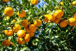 ・[柑橘系のアロマ]で[開運]しましょう！